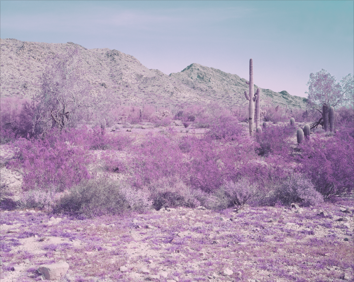 A treated photo of desert brush with red flowers.